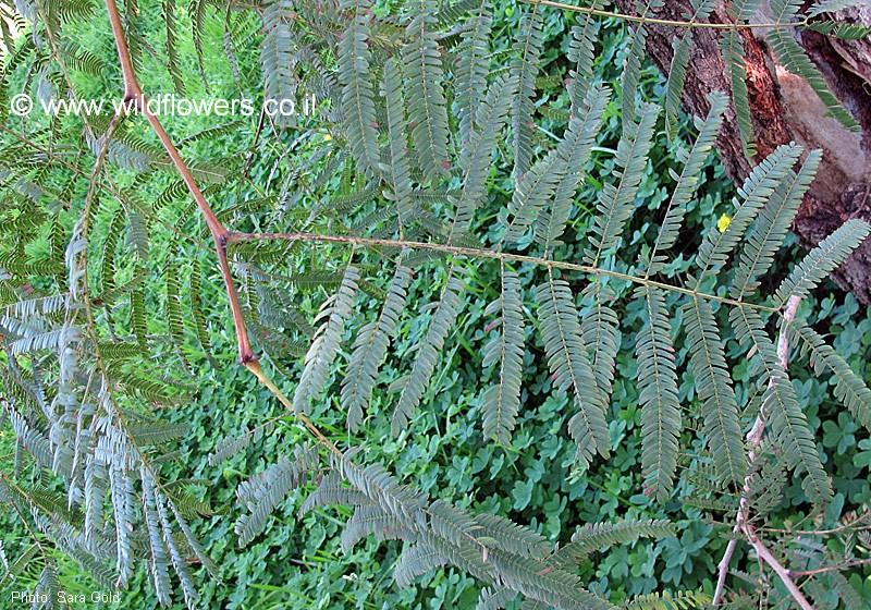 Acacia amythethophylla